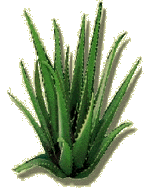 Aloe Vera Pflanze