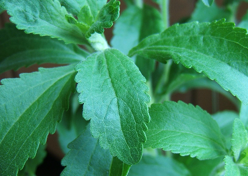 Stevia rebaudiana