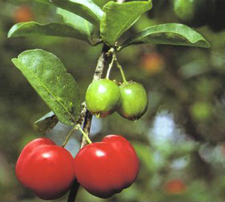 Acerola