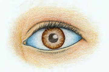Das menschliche Auge