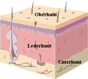 Die Haut