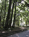 Spaziergang im Wald